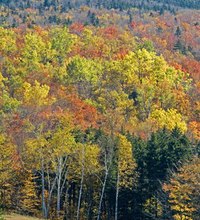 Mid-October is generally the peak of fall foliage season in New England. Visitors flock to the New Hampshire and Vermont mountains, the Berkshires in ...