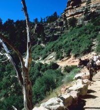 Located in northern Arizona, the Grand Canyon provides families opportunity to share in outdoor adventures that will be fondly remembered for a ...