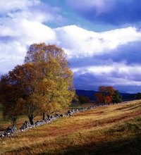 Although only a hundredth of the ancient Caledonian Forest remains, almost a fifth of Scotland's land area is covered in trees, most of it in the ...