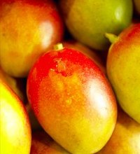 The juicy, sweet mango is eaten and loved all over the world, but only at the Fairchild Tropical Botanic Garden can you experience the world's ...