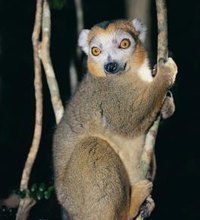 Madagascar is not for the traveler looking for posh accommodations and chic restaurants, but for the ultimate nature lover and adventurer, Madagascar ...