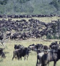 When most people think of Africa, they are most likely envisioning the typical landscapes and wildlife found in Tanzania. Home to the vast Serengeti ...