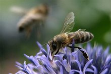 如何消除蜜蜂或黄蜂蜇伤后的肿胀和疼痛