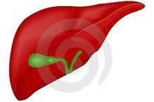 How The Body Works Without the Gall Bladder