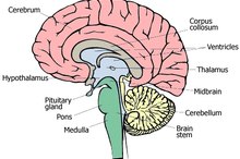 大脑的不同部分做了什么？