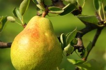 Companion Planting for Pear Trees