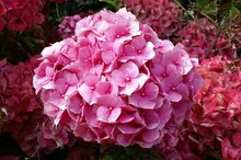 What Are the Benefits of Hydrangea Root Herb?