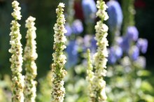 How to Use Mullein Herb