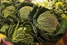 Glycemic Index of Cabbage