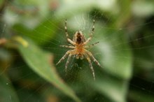 感染蜘蛛咬伤的迹象和症状