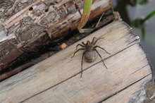 毒蜘蛛在安大略省