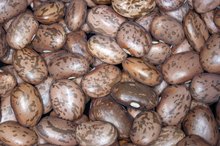 花斑豆营养事实