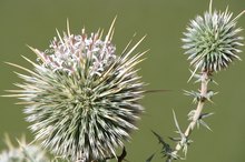 Relief From the Sting of a Thistle Plant