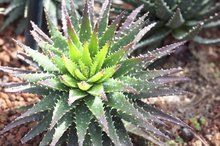 Aloe Vera for Urinary Tract Infections