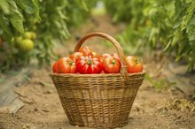 Vitamins and Minerals You Can Get From Tomatoes