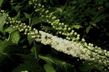 Is a Dose of 540 mg a Day of Black Cohosh Safe for Women?