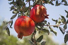 The Disadvantages of Pomegranates