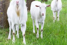 Raw Goat's Milk for Weight Loss