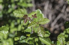 Can Poison Oak Leave Scars?