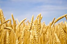 Wheat Intolerance & Hypoglycemia