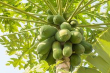 Pawpaw Tree Fruit Nutrition