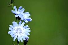 Side Effects of Chicory Root Extract