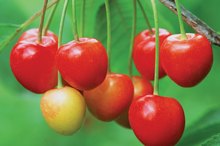 The Best Cherries for Gout