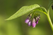 How to Make a Salve or Poultice With Comfrey