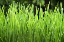Liquid Chlorophyll & Wheat Grass