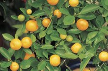 Organic Oranges Vs. Commercial Oranges