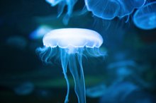 Swim Techniques: Jellyfish Float
