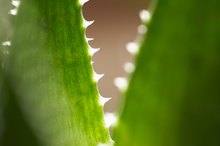 Can You Drink Aloe Vera Juice When Taking Coumadin?