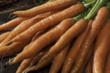 Carrot Allergy Symptoms