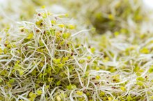 Side Effects of Broccoli Sprouts