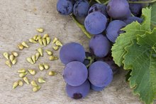 Grape Seed & Varicose Veins