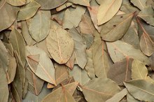 What Are the Health Benefits of Bay Leaves?