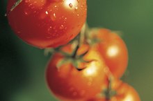 Folate in Tomatoes