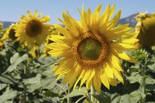Nutritional Facts of David Sunflower Seeds