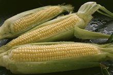 Nutritional Content of a Medium-Size Corn on the Cob