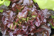 Red Leaf Lettuce Nutrition Information