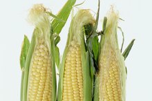 Does Eating Corn Increase Belly Fat?