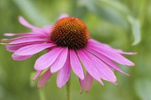 Side Effects of Echinacea & Goldenseal