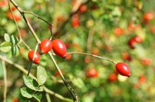 Are High Doses of Rose Hips Dangerous?