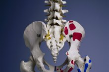 骨骼系统中的枢轴关节