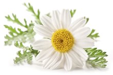 Remedies for a Cough With Chamomile Tea