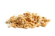 小麦胚芽和蛋白质