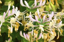 What Are the Health Benefits of Honeysuckle?