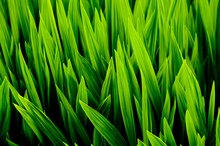 Side Effects of Wheatgrass Juice