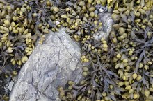 水囊藻的副作用是什么?