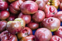祖传群西红柿的营养价值